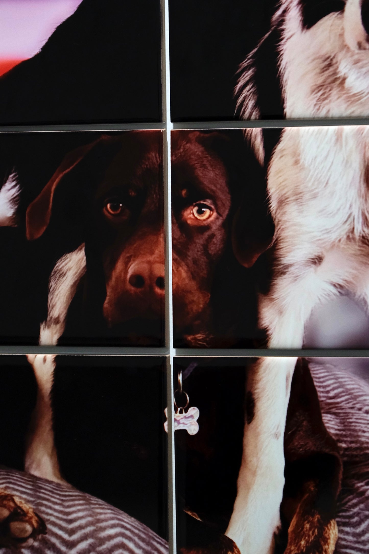 Your Pet Wall Art Collage